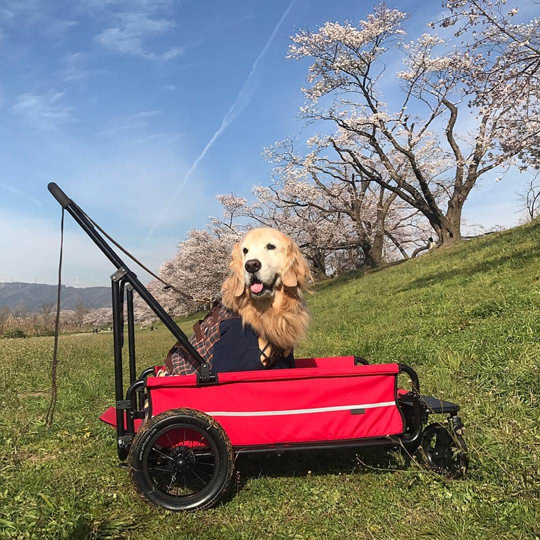 kei515yuさんのインスタグラム写真 - (kei515yuInstagram)「昨日はずっと前からのワン友さん達とお花見に行ってきました。 悠鼓の事を迎えた時から知っていてくれて、皆さんの先代ワンコ達に幼い悠鼓を遊んで貰ったものです😊 久しぶりに会うお友達に悠鼓は大喜び😊 良かったね。  肝心の桜は去年の台風で被害がひどかった事と、数日の寒さで5、6分咲き？ お花は少し寂しかったですが今年もお花見が出来て良かったです😊  さあ、今から悠鼓はＣTです。 がんばれ。」4月6日 17時36分 - kei515yu