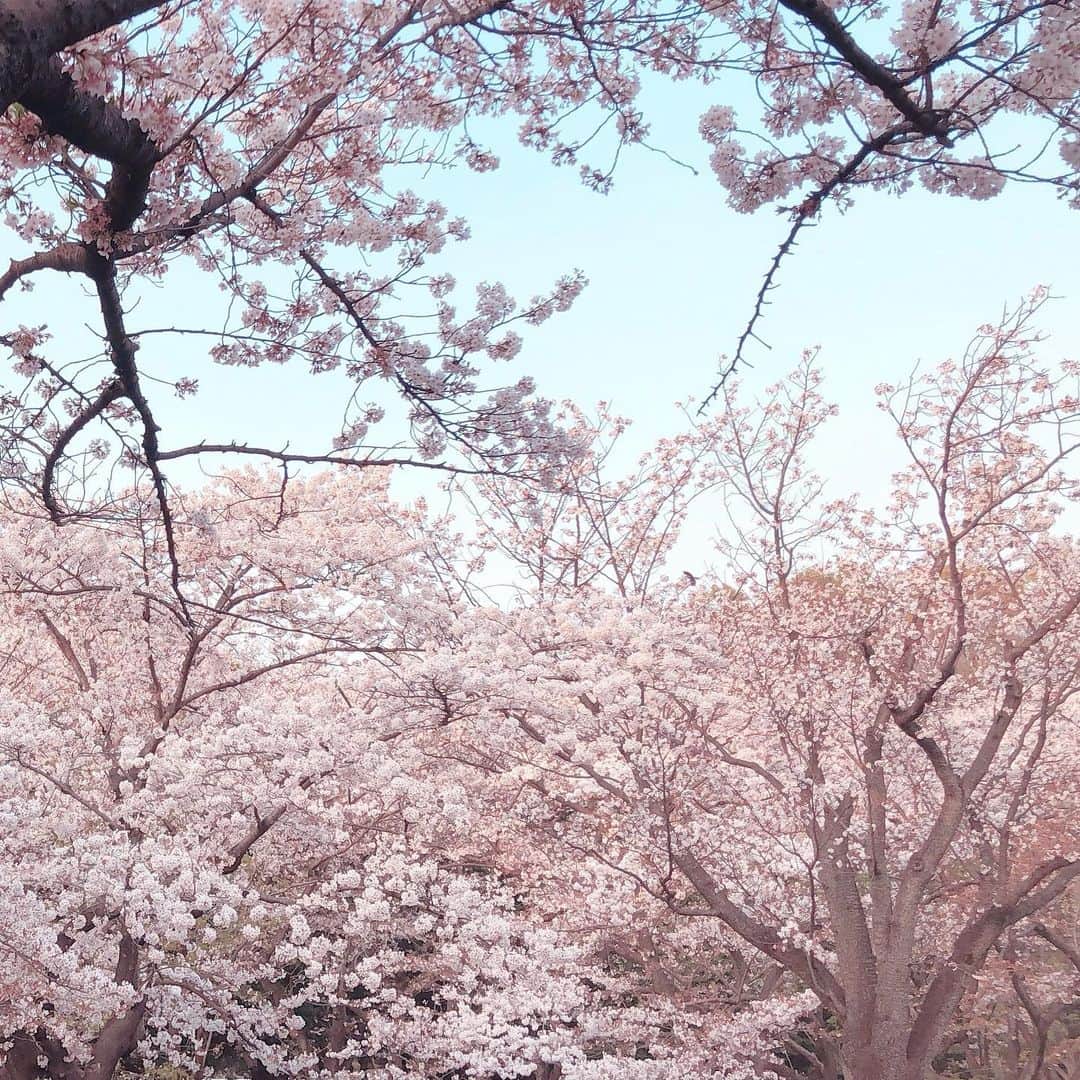 野呂玲花さんのインスタグラム写真 - (野呂玲花Instagram)「🌸🌸🌸」4月6日 17時37分 - reikanoro