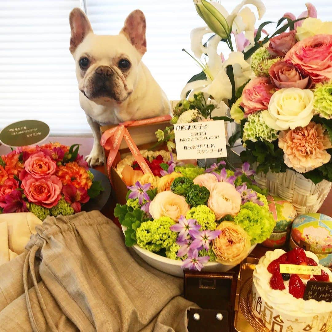 川原亜矢子のインスタグラム：「皆さま、有難う御座いました♪ #birthday #thankyou #frenchbulldog #yojinsa #フレンチブルドック #フレブル #ヨジンサ」