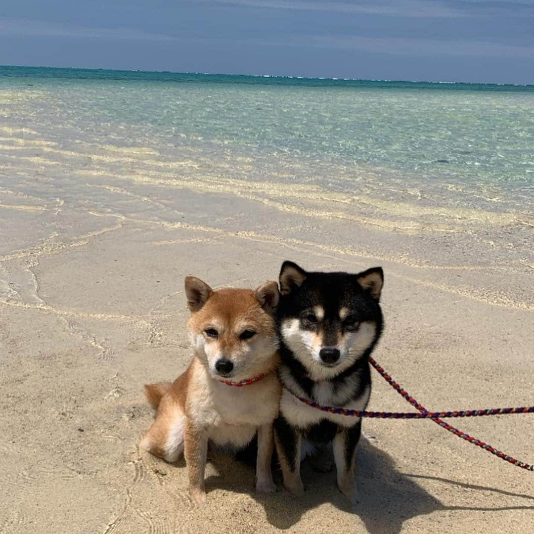 豆柴なつ&ふゆさんのインスタグラム写真 - (豆柴なつ&ふゆInstagram)「We have fun time😆🏝❤️ 小浜島から幻のビーチへ🏝😆❤️ ワンコ🆗のマリンサービス光さんに船で連れてってもらいました😊💓 #小浜島 #幻の島 #海 #綺麗 #犬連れ旅行 #石垣島旅行 #マリンサービス光  #柴犬#shiba #shibainu #shibastagram #shibamania #shibalove#豆柴#trip #instacute #CuteDogs #pecoいぬ部#doglove #犬 #dogstagram #dogoftheday #instashiba #旅行#🐕📷 #ふわもこ部 #柴犬マニア #cutepets #しばいぬ #proudshibas」4月6日 17時43分 - mameshiba.natsuinu56