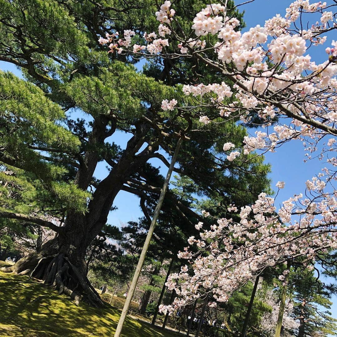 佐古真弓さんのインスタグラム写真 - (佐古真弓Instagram)「#金沢旅行 #女一人旅 #兼六園 #桜 #桜満開」4月6日 17時45分 - _sacomayumi_