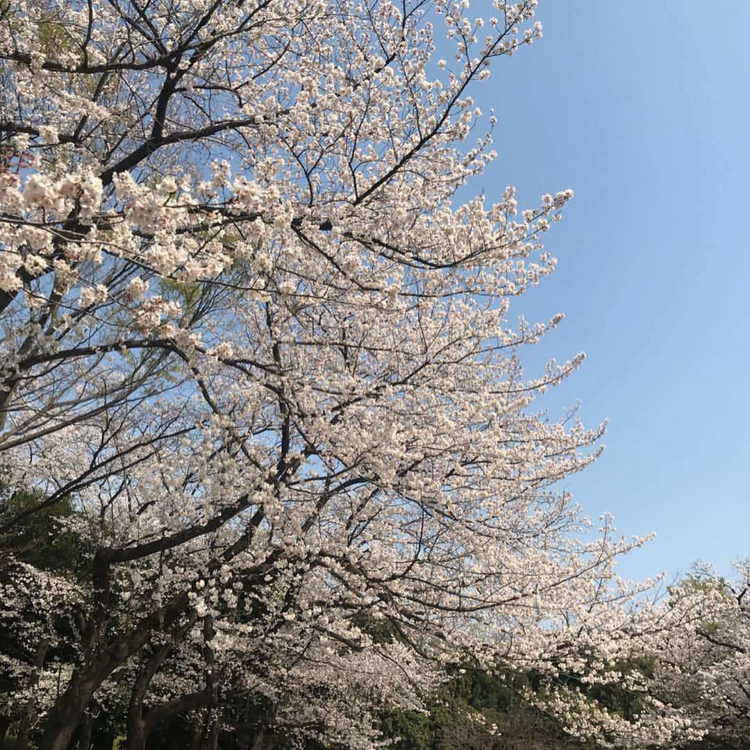 知念美加子さんのインスタグラム写真 - (知念美加子Instagram)「花見コーデ🌸笑 ・ ・ 天気も良いし、 ぽかぽかの 最高の花見でした❤️ ・ ・ ・ 沖縄ではあまり花見の習慣がないので、ここぞとばかりに楽しむ！笑 ・ ・ Knit @gvgv_official  Sunglasses @openingceremony  Scarf @milaowen_official  Bag @adinamuse  Leggings @uniqlo  Shoes @maisoneureka ・ ・ #花見 #コーデ #coordinate #ootd #fashion #stylist #sakura #🌸 #オシャレは自由 #ちねんすたいる」4月6日 17時56分 - chinenmikako