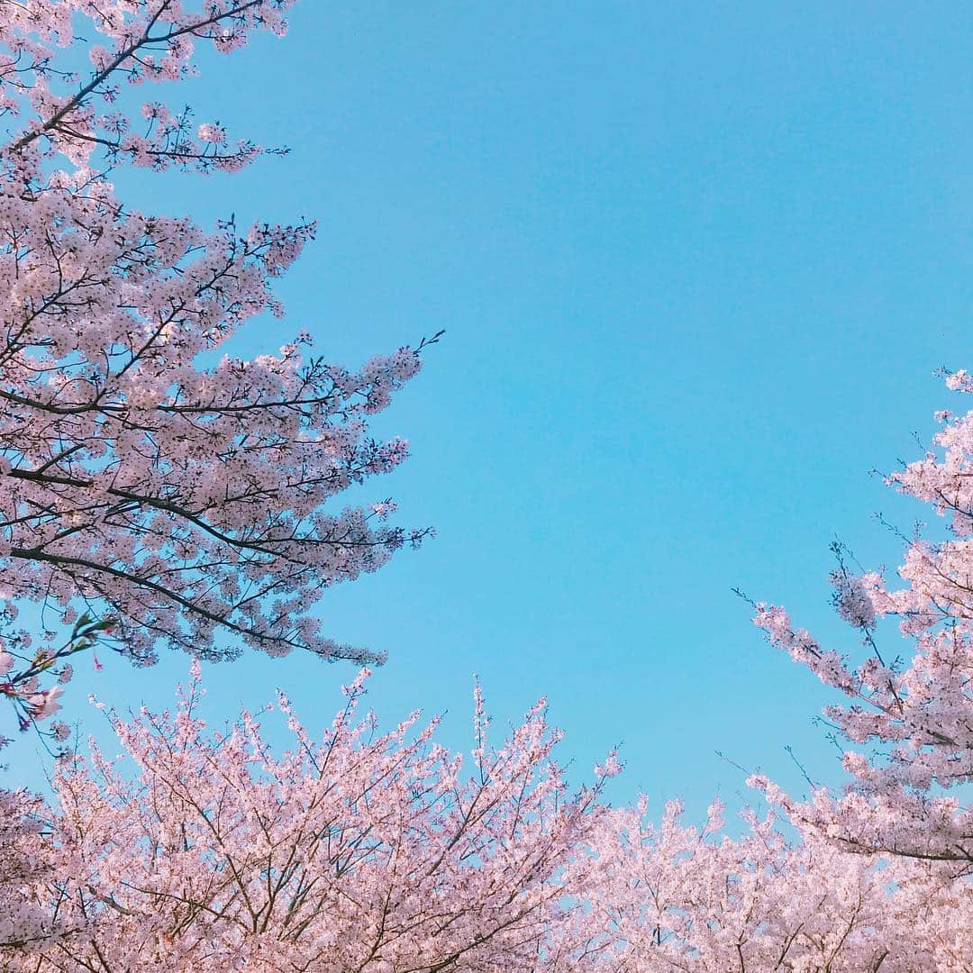 今田美奈さんのインスタグラム写真 - (今田美奈Instagram)「🌸」4月6日 17時52分 - _minaimd.j_