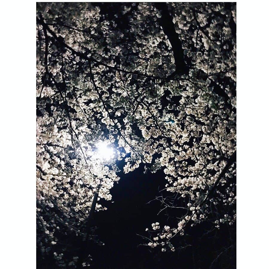 上山竜治さんのインスタグラム写真 - (上山竜治Instagram)「夜桜ドン  写真2枚目は、ダンボールを敷いて桜を見上げてるところを、吉原光夫兄さんに撮られました。 死体ではありません。  海宝の直人と3人で、稽古後に夜桜を見に行ったの巻。」4月6日 17時52分 - kamiyama_ryuji_0910