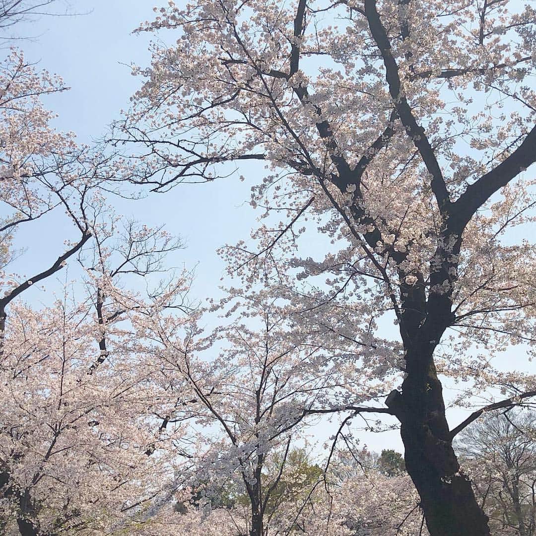 川崎ひかるのインスタグラム：「やっとお花見できた❤︎🌸」