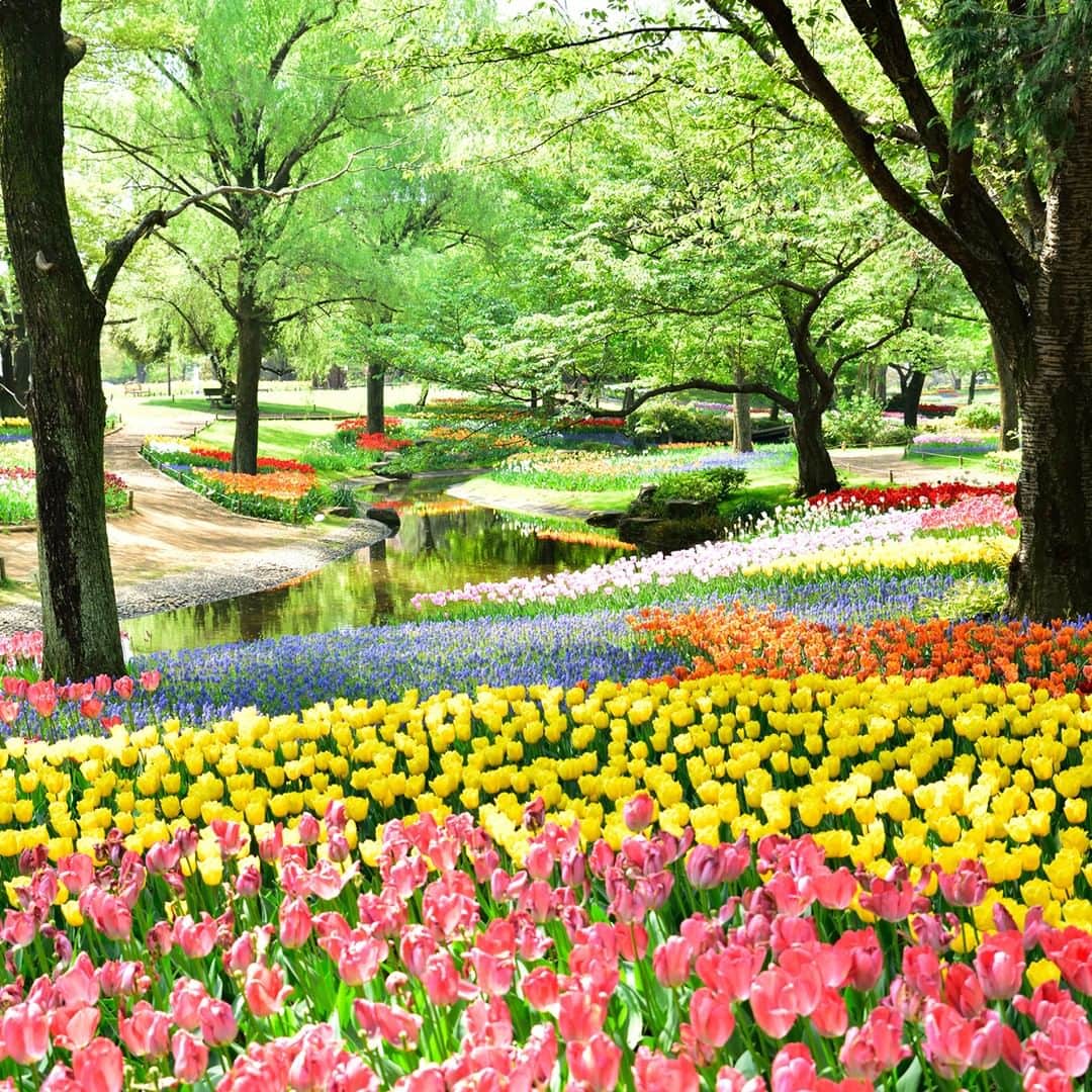 楽天トラベル さんのインスタグラム写真 - (楽天トラベル Instagram)「in Tachikawa, Tokyo 桜や菜の花など次々と春のお花が楽しめる#東京 #立川市 の #国営昭和記念公園 🌷#チューリップガーデン では4月中旬ごろから22万球もの#チューリップ が一面に咲き誇ります✨ 【フラワーフェスティバル2019】2019/3/23～5/26 . ******************* 📷フォトコンテスト開催中📷 もう一度行きたい旅先で撮影した写真に #楽天もう一度行きたい旅 をつけて投稿してね♪ 最優秀賞には3万円クーポンプレゼント😆******************* . #楽天トラベル #楽天  #rakutentravel #旅 #旅行 #旅に出よう #旅行好きな人と繋がりたい #travel #trip #日本 #japan #일본 #instagramjapan #IG_JAPAN #japantrip #spring #flower #tokyo #tachikawa #tulip #showakinenkoen #昭和記念公園」4月6日 18時00分 - rakutentravel