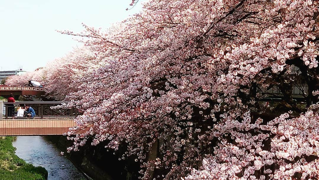 明友建設株式会社さんのインスタグラム写真 - (明友建設株式会社Instagram)「#桜　#石神井川　#密度濃いな　#練馬区 #この近くで建築中です #練馬区　#注文住宅 #明友建設」4月6日 18時03分 - meiyu_kensetsu