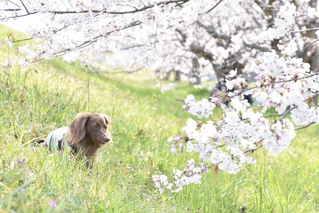 etsukoさんのインスタグラム写真 - (etsukoInstagram)「* 2019.04.06 ヨシノさん🌸 * * * 🐶💬 『今年も こんにちは(*˘˘*)♡』 * * * 👧💬 『いつもの場所のヨシノさんね🌸 まだ蕾も多いんだけどね。』 * * * #アロハの秘密基地 #ソメイヨシノ #桜 #草ボーボーだけど貸切ね #ミニチュアダックス #ダックスフンド #ダックス #チョコソリッド #ワンコなしでは生きて行けません会 #犬のいる暮らし #あろまっぷ  #miniaturedachshund #dachshund #dogstagram #ig_dogphoto #ig_flowers #todayswanko #east_dog_japan #alohahappy🐶 * * *」4月6日 18時06分 - aloha_with_etsuko