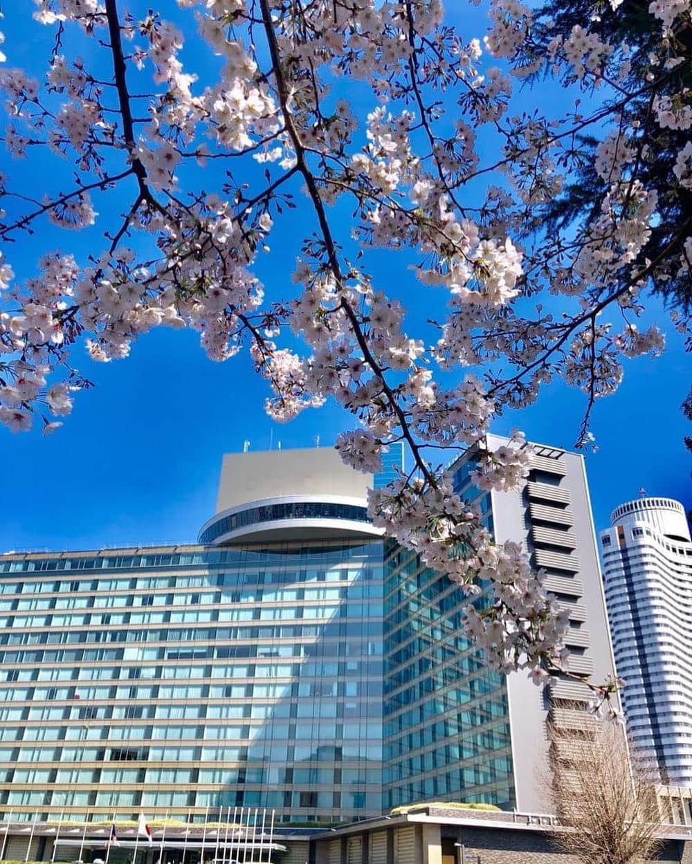 ホテル ニューオータニさんのインスタグラム写真 - (ホテル ニューオータニInstagram)「Crystal clear sky and cherry blossoms in full bloom. Hope you have a wonderful day! 澄み渡る青空と、満開の桜。平成最後のお花見を、心ゆくまで楽しめますように。 #ホテルニューオータニ  #ニューオータニ  #満開 #青空 #平成最後 #春の陽気 #cherryblossoms  #springwatch  #springtime  #sakura  #fullbloom  @hotelnewotanitokyo」4月6日 18時09分 - hotelnewotanitokyo