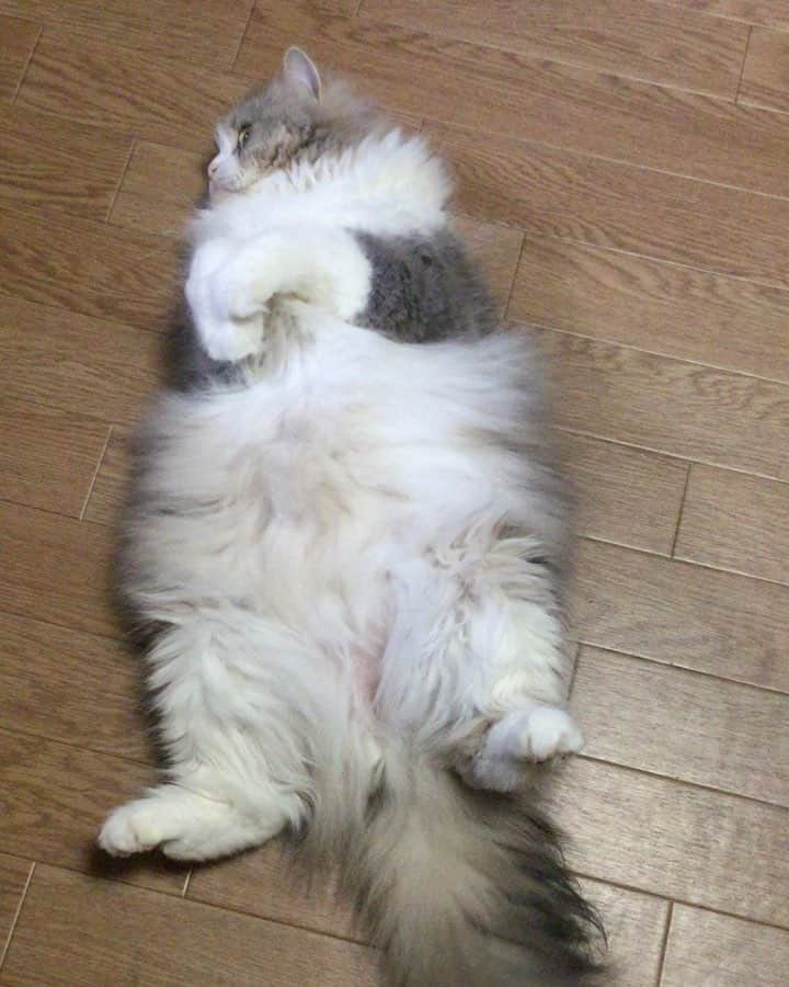 旅猫かあさんのインスタグラム