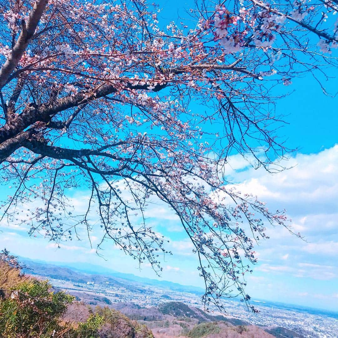 mii_stagramさんのインスタグラム写真 - (mii_stagramInstagram)「🐶❤🐶 ・ スワイプ☜♡☞スワイプ ・ 先日は栃木県の#大平山 へ 桜はチョット早かったお花見に🌸 お気に入りの写真で作成して頂いた 世界で1つの#オンリーワン @jibunfuku さんの トートバッグを持って行ったよ〜👜💕 ・ 会う人会う人に可愛いバッグね💕💕って 褒められた☺️🙌🏾❤ ・ まりんがお空に行ってからも こんな風に生き続けてる😌 こうして生きた証を残す事が出来るのは あの子も喜んでいると思う🐶🌈💕 ・ 本当は勿体なくて使えないけど🤭🤣‪𐤔‪𐤔 可愛いかれまり姉妹を見て貰いたいから ガンガン使っちゃおう～🎶🎶 ・ 3枚目☞モデルとなったお気に入りの写真 かれまり姉妹のキメ顔🐶❤🐶 ・ 大平山はまりんも一緒に何度も訪れた場所🗻 きっと今回も一緒にこの三代目かれまり号🏎に 乗っていたに違いない👌💕 ・ 姿は見えなくてもずっとずう〜っと一緒❤ ・ ・  かれん🐶♀15歳3ヶ月 #チョコダップル 次々に見つかる病気なんかに負けるな😎💪✨ まりん🐶♀14歳8ヶ月#虹組 🌈 💕 #シルバーダップル ・ ・  #お花見#桜#さくら#はなまっぷ桜2019 #はなまっぷ #栃木#散歩#お出かけ#ダックスフンド #ミニチュアダックス#いぬすたぐらむ #多頭飼い#愛犬#シニア犬#虹の橋#わんこのいる生活 #わんこなしでは生きていけません会  #jibunfuku#じぶん服 #1点もの #お出かけバッグ#わんこ好きと繋がりたい#じぶん服ドッグ #chao_app #PR @chao_app」4月6日 18時12分 - miyuki.0419.karemari