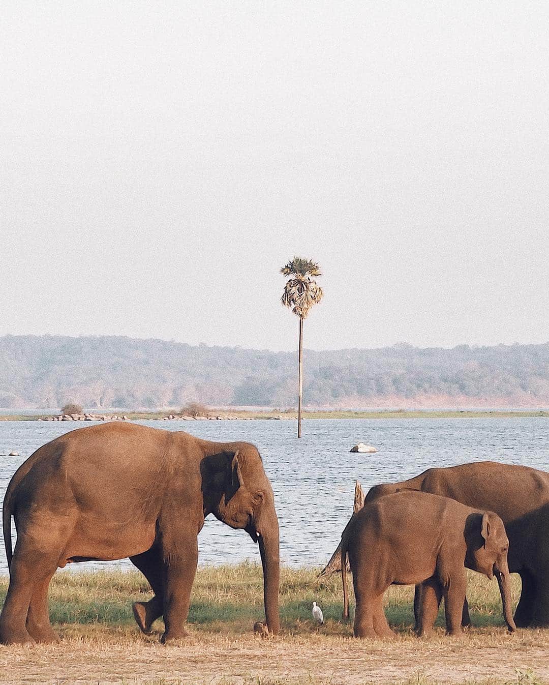 Manamiのインスタグラム：「🐘🐘🐘🐘 ㅤ 象ほんとに可愛い🥰❤️❤️❤️」