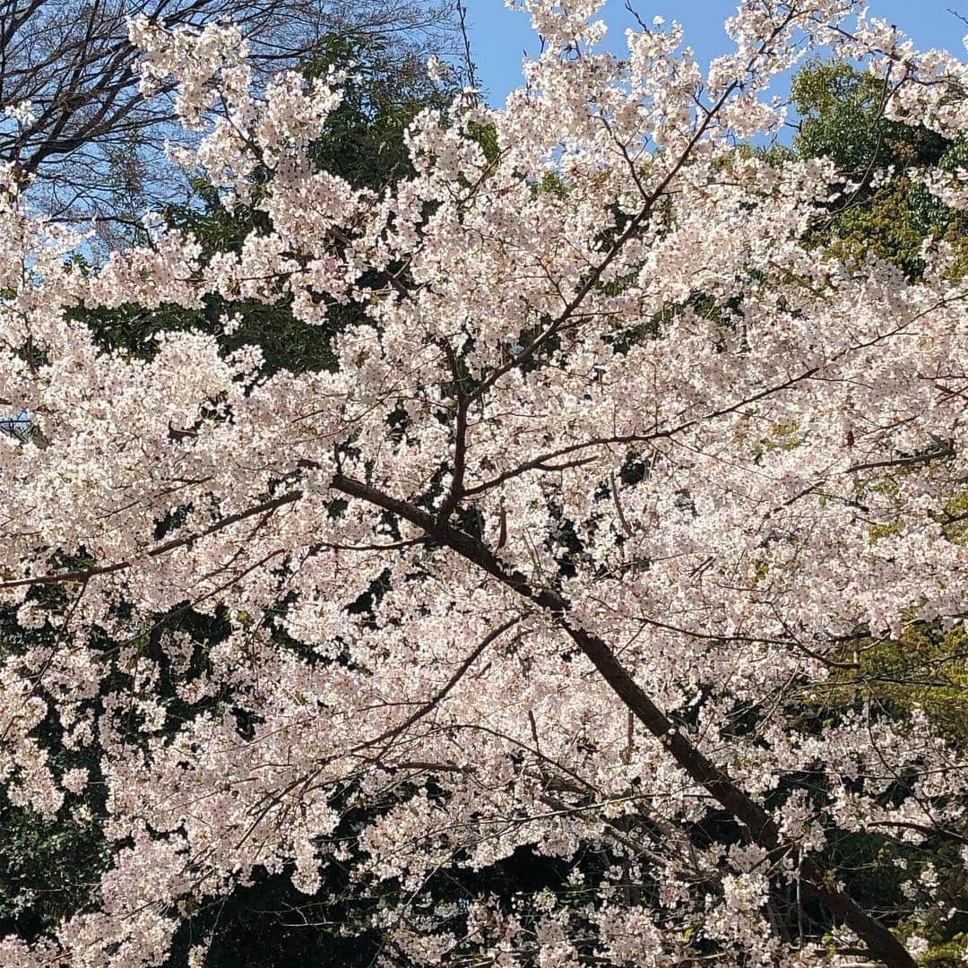 ホテル宮島別荘さんのインスタグラム写真 - (ホテル宮島別荘Instagram)「ホテル宮島別荘の上田です。 先日、広島県にございます比治山公園にお花見に行ってきました！ その日はまだ満開ではありませんでしたがとても綺麗でお花見を楽しめました🌸 #広島#宮島#比治山公園#お花見#ホテル宮島別荘#宮島別荘」4月6日 18時31分 - _miyajima_villa