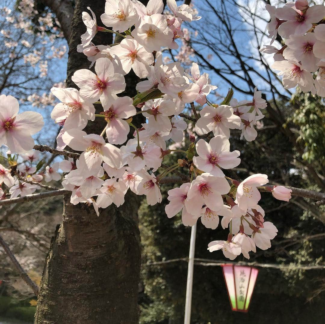 ホテル宮島別荘さんのインスタグラム写真 - (ホテル宮島別荘Instagram)「ホテル宮島別荘の上田です。 先日、広島県にございます比治山公園にお花見に行ってきました！ その日はまだ満開ではありませんでしたがとても綺麗でお花見を楽しめました🌸 #広島#宮島#比治山公園#お花見#ホテル宮島別荘#宮島別荘」4月6日 18時31分 - _miyajima_villa