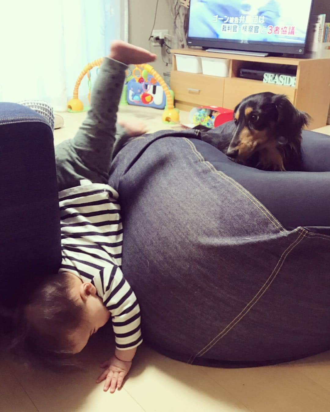 ?SHIRO?さんのインスタグラム写真 - (?SHIRO?Instagram)「🍀 👶｢ねぇシロー！ぼくの勇姿をみてて！｣ 👶｢てやー！！！｣ 🐶｢…え、バカなの？｣ . 弟はソファとビーズクッションの隙間から 脱走する事を覚えた😰 そしてその横には大体、冷静かつ冷ややかな四郎さん(笑) お兄ちゃん業もだいぶ板についてきた。 . #46と81 #マリー四郎#3歳3ヶ月#0歳9ヶ月#塩顔男子#ミニチュアダックス#ミニチュアダックスフンド#ブラックタン#ブラタン#ロングコート#家族#犬のいる生活#赤ちゃんと犬のいる生活 #dog#blacktan#miniaturedachshund#dachshund#instadog#dogstagram#petstagram#pet#dachshundsofinstagram#love#instagood#lovedog#justdachshunds#petbiyori」4月6日 18時31分 - marie_shiro