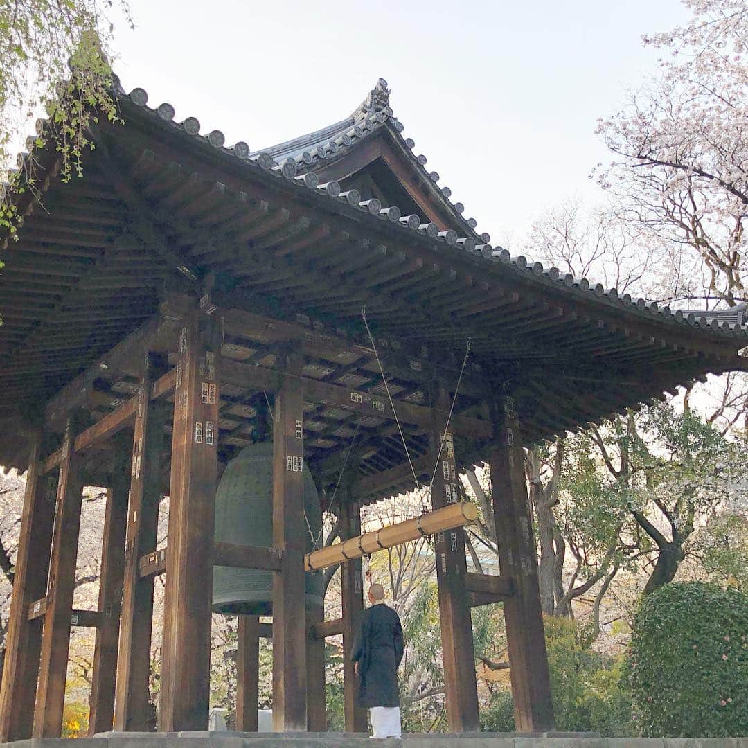 のインスタグラム：「日本に無事到着！🇯🇵 辺り一面ピンクピンクで目が二つあっても足りないっ。😆 成田から東京に行く移動車のなかでもそわそわして落ち着きのない私であります。 焦るな！焦るな、私！💦 そして！☝🏼 増上寺の桜が綺麗と聞いてチェケラッチョしに来ました！東京タワー越しに桜が見れたりまだまだ見所満載！ 来た時間がちょっと遅くなっちゃったから美しいピンク色がうまく写真には撮れなかった。明日の朝一にまた桜ちゃんを撮りに来る事にして、今日はお坊さんと鐘の写真を撮ることにしました！☺️ これもなかなか風情あっていいよ！ ストーリーにもあげちゃった！ やっぱり私の生まれ育ったた国は最高！#日本のおすそ分け🇯🇵 #桜ちゃん🌸間に合いました！ #待っててくれて有難う🙏🏻 #日本人で良かった🇯🇵」