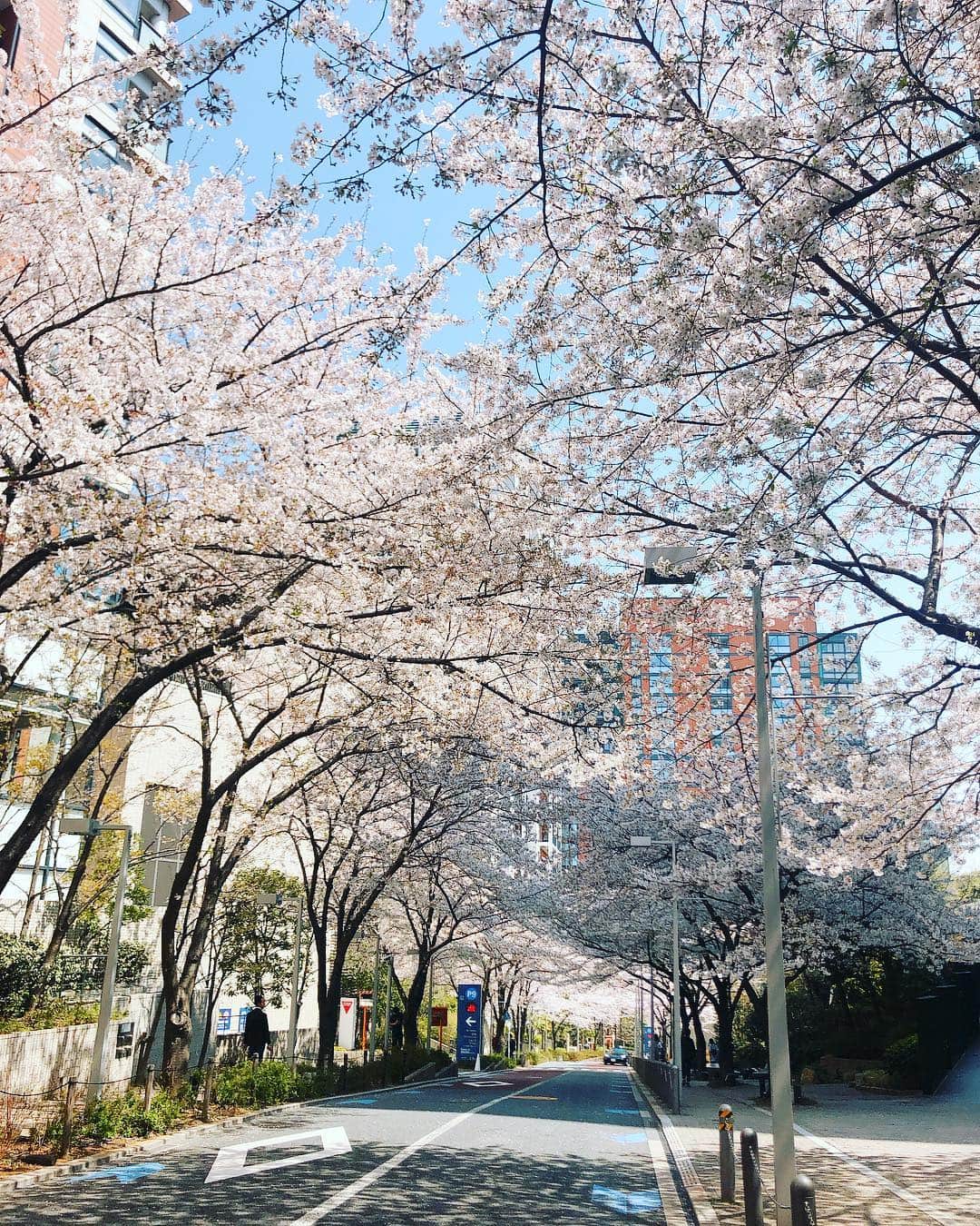 黒沢祐子さんのインスタグラム写真 - (黒沢祐子Instagram)「・ ・ きょうの午前中のヒルズ 緑もちらほらだけど 桜のトンネルの美しきこと  今年もたくさん桜が観られた そして心を奪われた ありがとう桜 ちょっぴり切なさもあるけれどまた来年ね  2020年の桜の季節も 笑っていられるように頑張ろう  ありがとう桜 ・ ・ #life #桜2019」4月6日 18時25分 - yukowedding