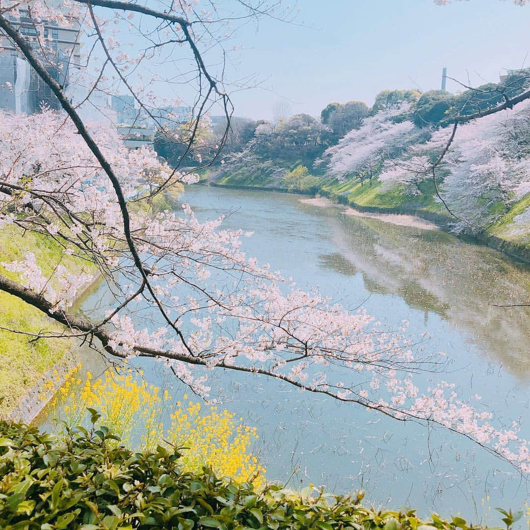 夏目愛美さんのインスタグラム写真 - (夏目愛美Instagram)「♡ 撮影後に行けました♫ 毎年恒例の私のパワースポット🌸 #桜 #千鳥ヶ淵 #学生時代 #8年通った #思い出の場所 #instagood」4月6日 18時27分 - manami_natsume