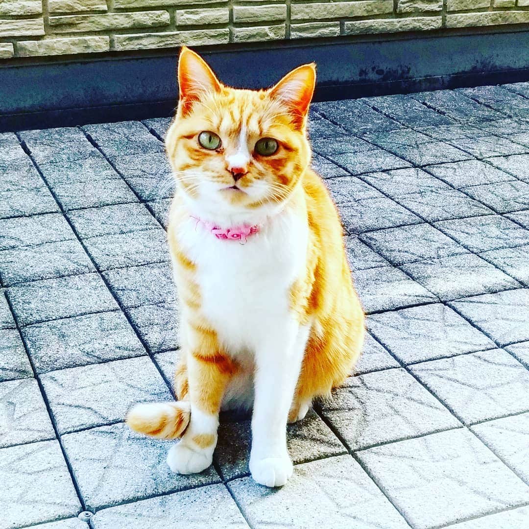 高口里純さんのインスタグラム写真 - (高口里純Instagram)「目が合った～😆 #猫#ねこすたぐらむ #にゃんすたぐらむ #茶トラ猫#ベランダ猫  #cat#kitty#pet」4月6日 18時39分 - takaguchijay