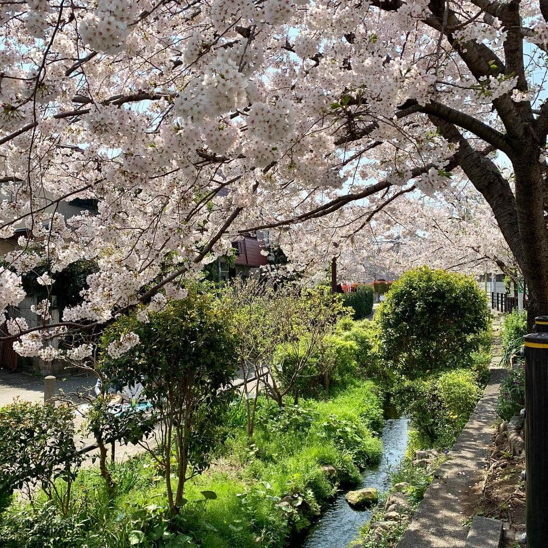 なべやかんさんのインスタグラム写真 - (なべやかんInstagram)「実家前の桜。 綺麗だな。 短い間しか見られないのが良い。  #桜」4月6日 18時40分 - yakan_nabe