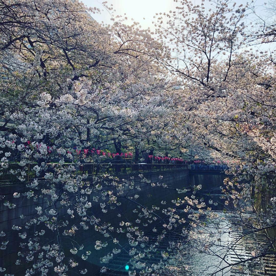 岡田義徳さんのインスタグラム写真 - (岡田義徳Instagram)「今日は天気も良かったので、息子を抱いて目黒川を散歩。ちなみに嫁は舞台で北九州公演でした！スリングコーデが板についてきた！携帯リングは生理ちゃん。 #岡田義徳  #目黒川 #花見 #散歩 #スリング #コーデ #生理ちゃん」4月6日 18時32分 - yoshinori_okada_44