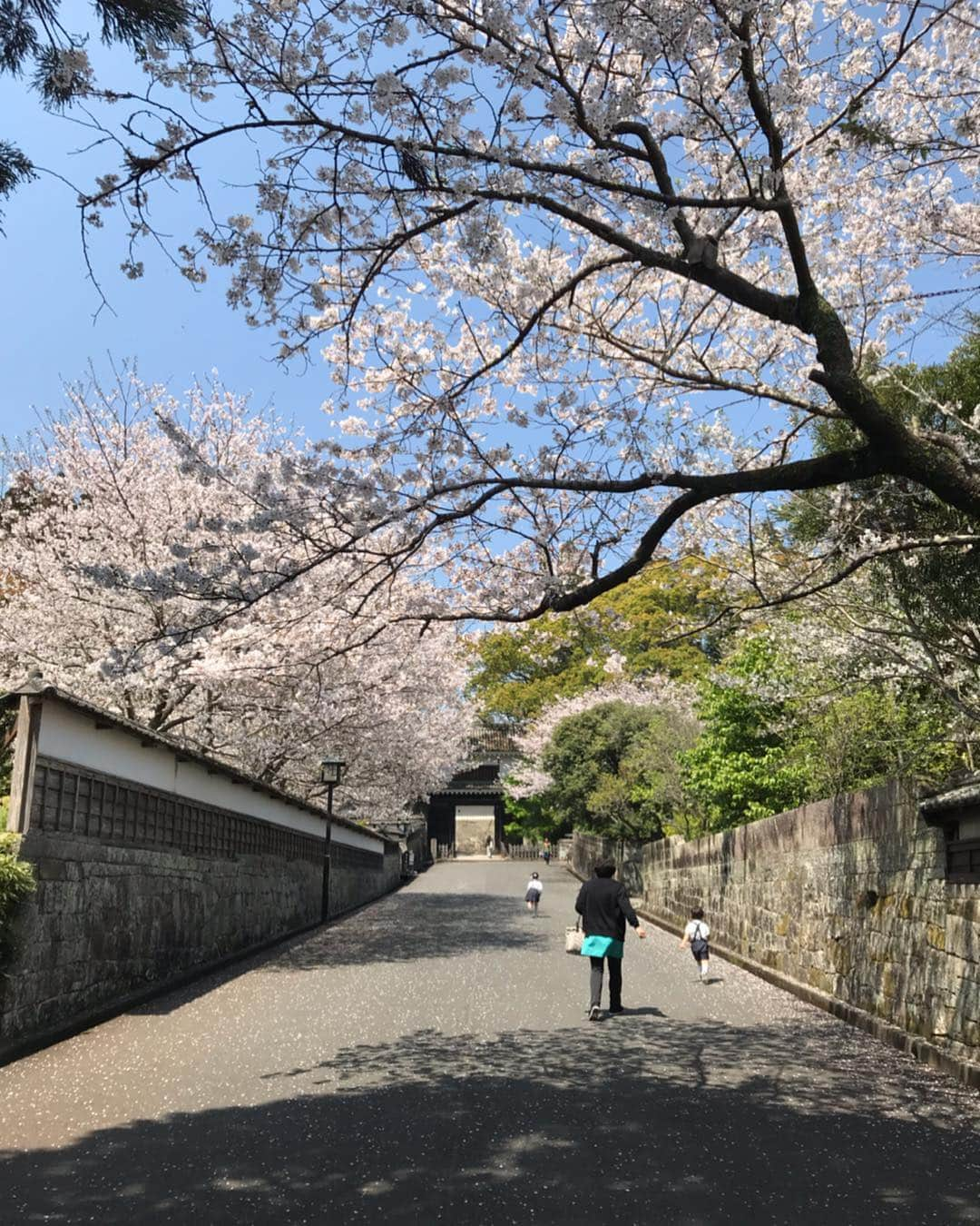 酒井瞳さんのインスタグラム写真 - (酒井瞳Instagram)「#城と桜 (^ ^)桜と城がとても綺麗♡今じゃなきゃ見れない素敵な景色いっぱい見てきた！ #宮崎 #延岡 #城山 #日南 #飫肥城 #宮崎県 #観光 #城 #桜」4月6日 18時33分 - s.sakaihitomi