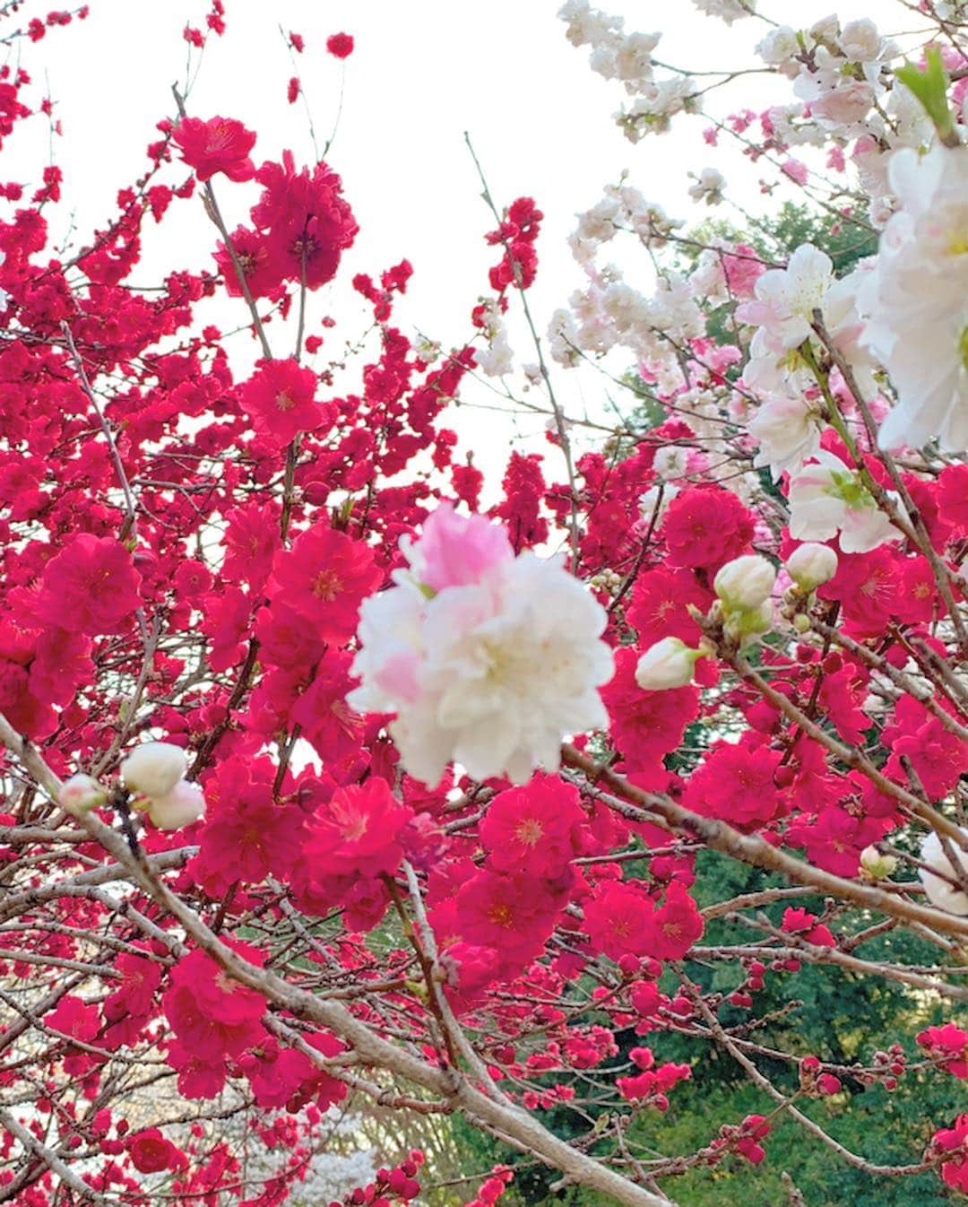 大森美知さんのインスタグラム写真 - (大森美知Instagram)「今年の桜は長いね🌸 桜の下でお花見🍡 日本人で良かった〜❤️（ハーフだけど） 今日は平成最後のお花見かなぁ🎌 ________________________________ #桜 #お花見 #🌸 #🎌 #平成最後 #令和まであと少し」4月6日 18時34分 - michi_oomori_official
