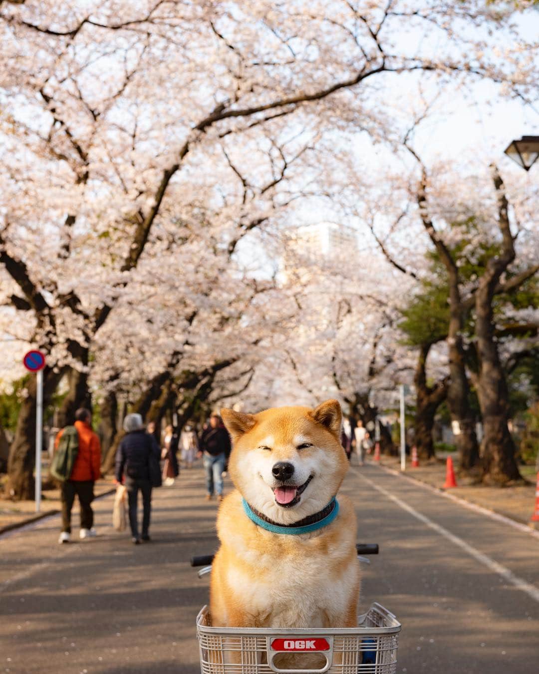 まる（まるたろう）さんのインスタグラム写真 - (まる（まるたろう）Instagram)「“Hanami” is a Japanese tradition of welcoming spring.The literal meaning is “viewing flowers” and Enjoying cherry blossoms is an old Japanese custom✨🌸🐶🌸✨今年は桜が長持ちしてる感じがするな〜☺️ #日本に生まれて良かったよね #世界中にサクラ植えちゃえばいいと思う #そしたら毎日どこかでお花見できるよね #まる天才かも」4月6日 18時37分 - marutaro
