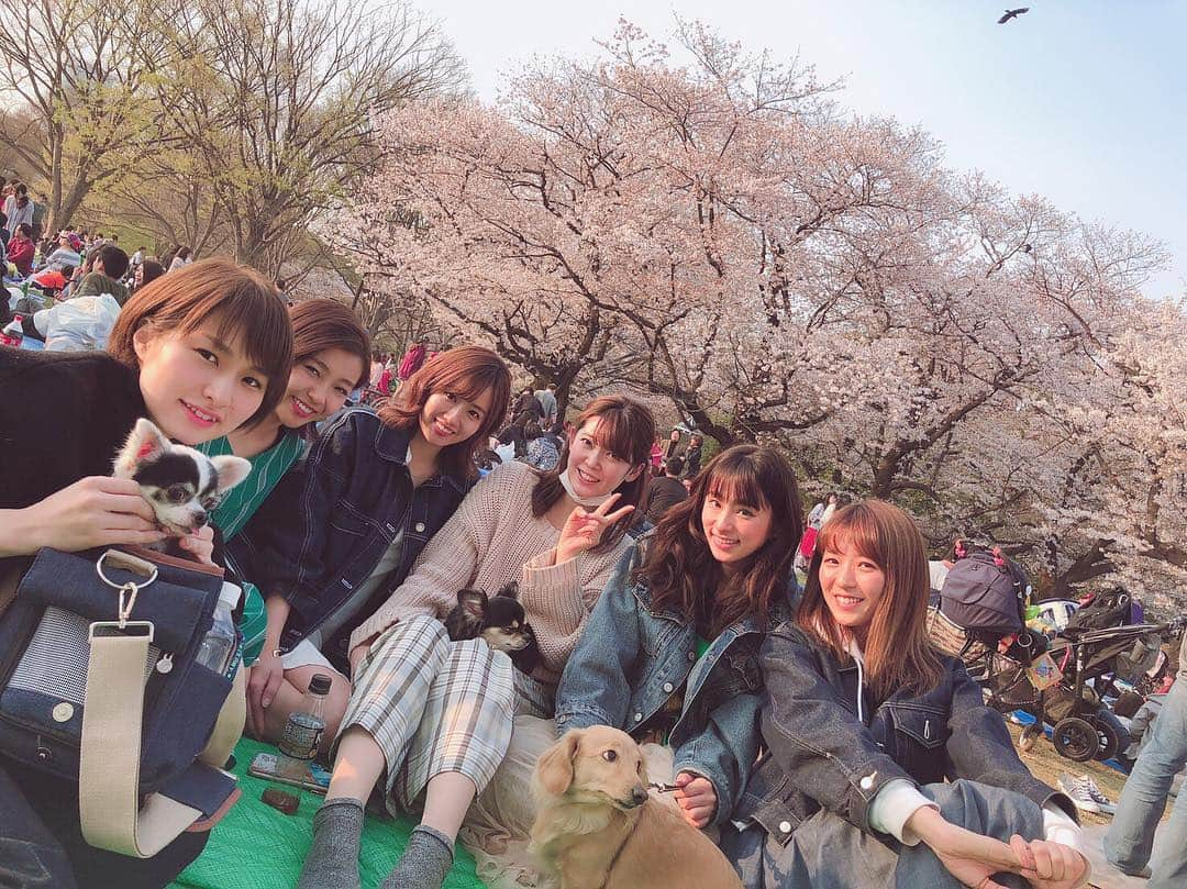 桜子さんのインスタグラム写真 - (桜子Instagram)「#花見 #さくら  #桜子 #桜 #お花見  #predia #cherryblossom #party #꽃구경 #벚꽃 #樱花 #樱花观赏」4月6日 18時51分 - ishibashi__88