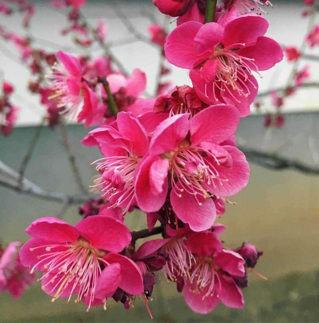 新田恵海さんのインスタグラム写真 - (新田恵海Instagram)「実家のあたり。桜はまだでしたが、紅梅が満開でした✨  #春の訪れ #信州」4月6日 18時52分 - tnstagram1210