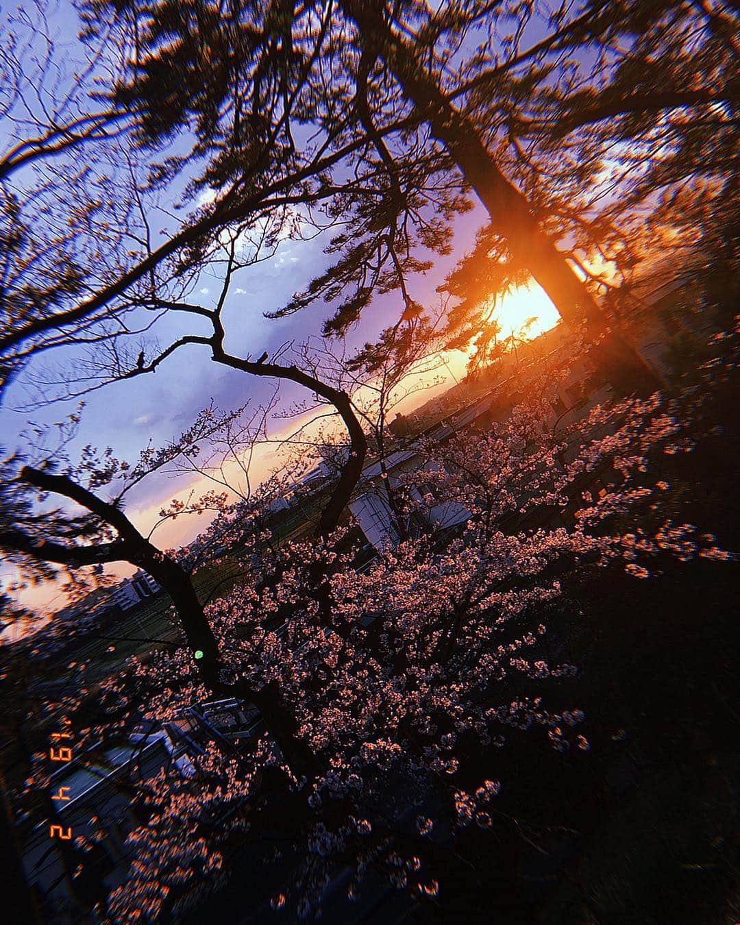 角田麻央さんのインスタグラム写真 - (角田麻央Instagram)「Cherry blossom🌸💜 以外の美しい自然も見れた日。 桜と同じように人生も儚い。。。 1日1日を大切に生きなきゃね‼️ お花見ってゆーお花見ちゃんとできた😌✌🏽」4月6日 18時55分 - maotsunoda888