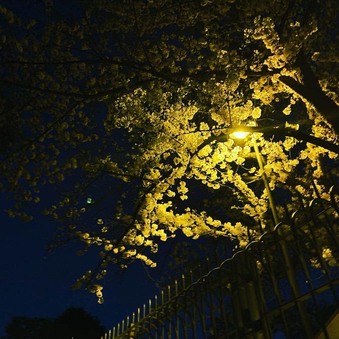 皇居ランナビのインスタグラム：「イギリス大使館の桜。  写真ではキレイに映らなかったけれど、街灯の灯りで桜吹雪が白く輝いていて、とてもキレイでした😊  #皇居ランナビ #皇居ラン #ミズノで皇居ラン #ミズノで女子ラン #ランニング女子 #ランニング #ハシリマスタグラム #ランナ#workout #instagood #run #jog #fitness #tokyo #imperialpalace #japan #走るひと #走る人 #followme #おもてなし #おもてなしランナー #running #runningday #jogging #marathontraining」