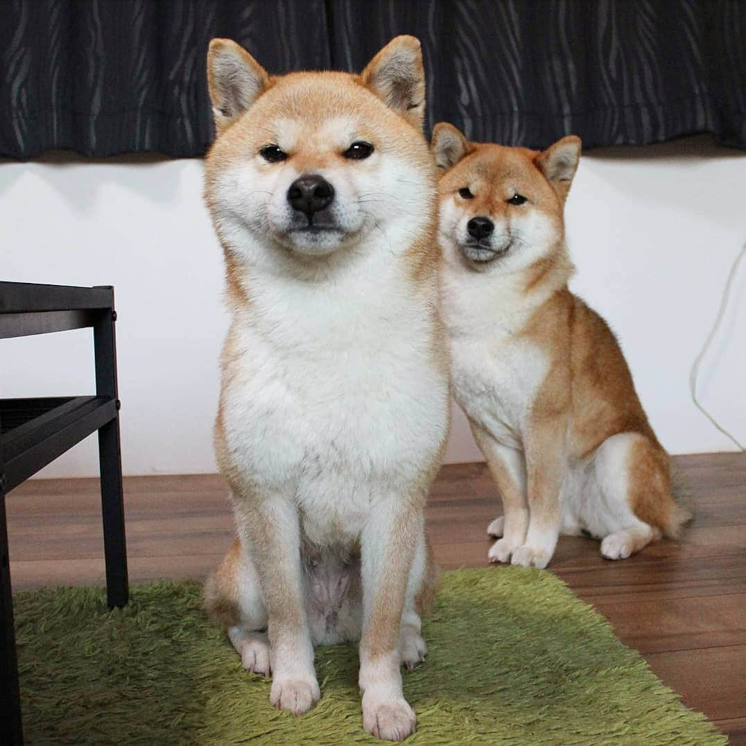 柴犬たま Shibainu Tamaのインスタグラム