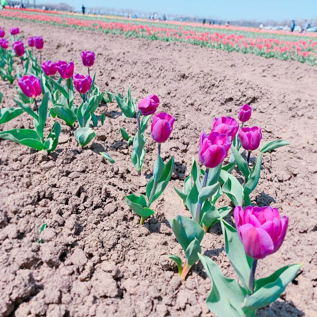 須貝茉彩さんのインスタグラム写真 - (須貝茉彩Instagram)「. 春らしい日🌷 今日はヨガのまえに、 とっても良いお天気だったので ママと２人で、チューリップ畑へ✨ 子供の頃から毎年行ってた場所☺️ やっぱりすきです♡ . . #お花見日和 #大好きな場所 #チューリップ畑 #オランダ風車 #毎年恒例 #ピクニック」4月6日 19時03分 - maaya.gm