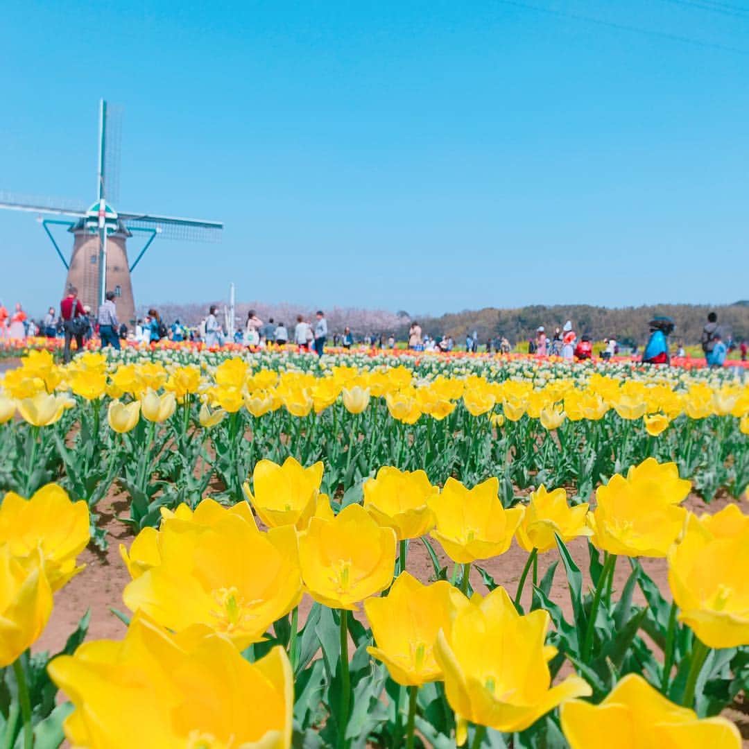 須貝茉彩さんのインスタグラム写真 - (須貝茉彩Instagram)「. 春らしい日🌷 今日はヨガのまえに、 とっても良いお天気だったので ママと２人で、チューリップ畑へ✨ 子供の頃から毎年行ってた場所☺️ やっぱりすきです♡ . . #お花見日和 #大好きな場所 #チューリップ畑 #オランダ風車 #毎年恒例 #ピクニック」4月6日 19時03分 - maaya.gm