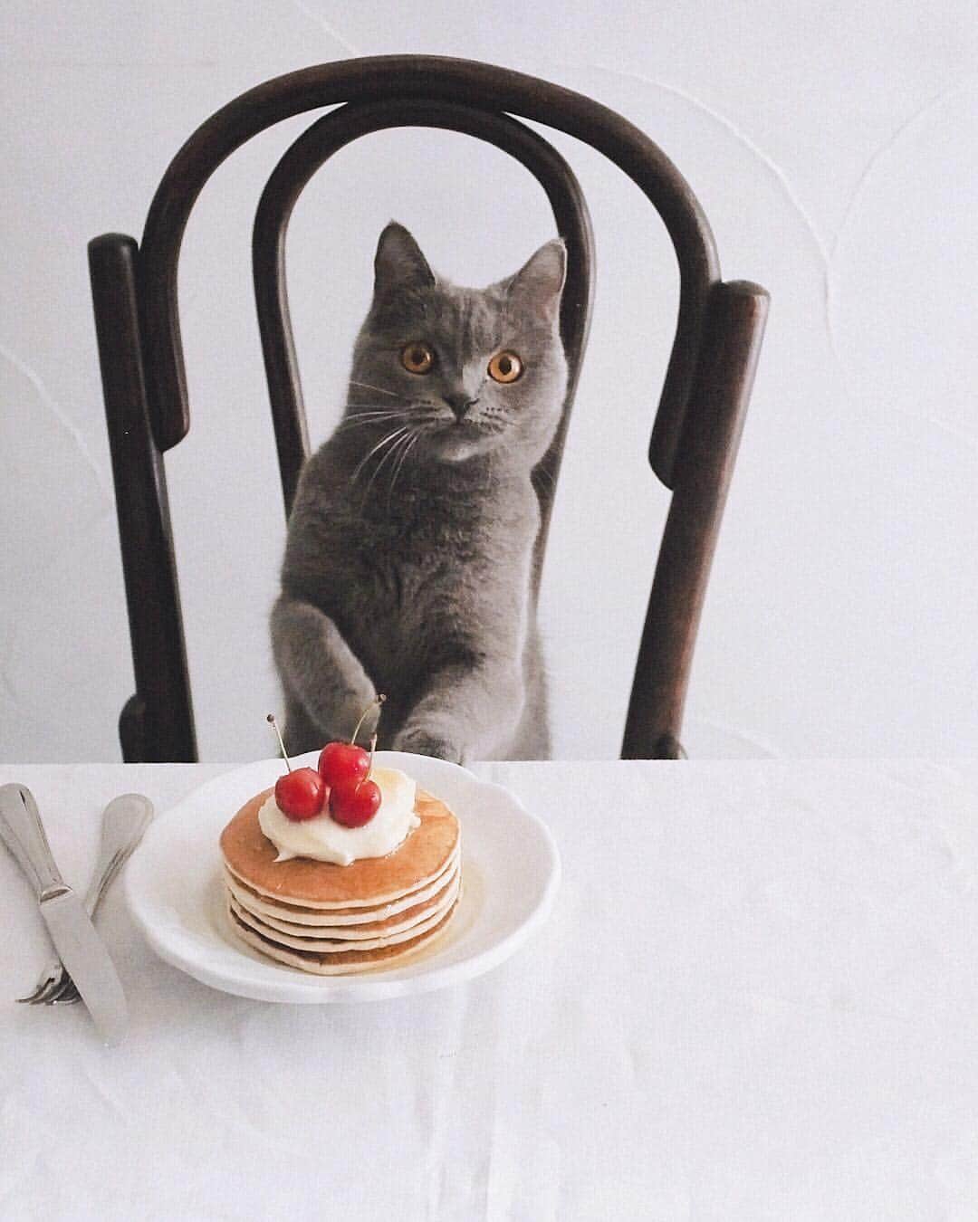 樋口正樹さんのインスタグラム写真 - (樋口正樹Instagram)「Pancake . ボナさん＆パンケーキ。 もう２年もまえの写真。 ちょっと小ぶりでした。 . 今夜は某所でお花見会、 ボナさんは家で留守番。 . #pancake #britishshorthair #pancakeplanet」4月6日 19時05分 - higuccini