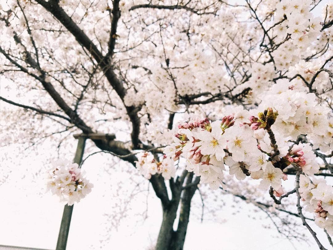 neokazumiのインスタグラム：「・ 今年もこの綺麗な桜を 見れてよかった🌸 ・ #桜#花見#犬と桜#エキストラ」