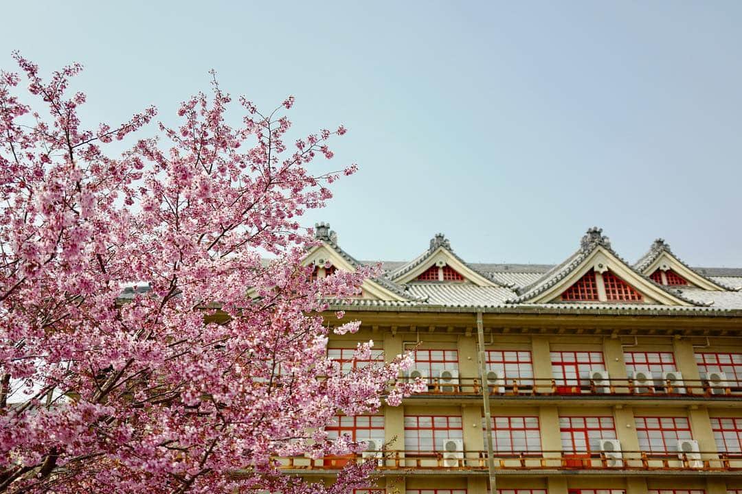吉田拓巳のインスタグラム：「修学旅行振りくらいの奈良！ 桜は満開！」