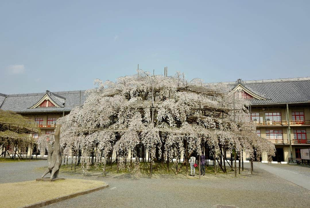 吉田拓巳さんのインスタグラム写真 - (吉田拓巳Instagram)「修学旅行振りくらいの奈良！ 桜は満開！」4月6日 19時15分 - tkmivj