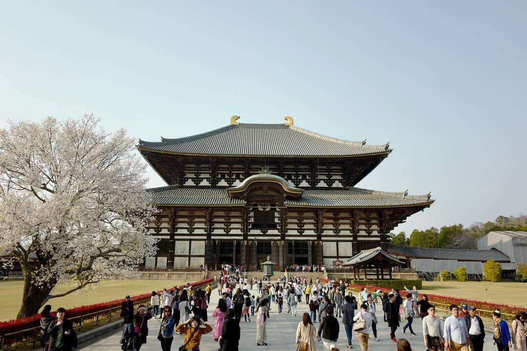 吉田拓巳さんのインスタグラム写真 - (吉田拓巳Instagram)「修学旅行振りくらいの奈良！ 桜は満開！」4月6日 19時15分 - tkmivj