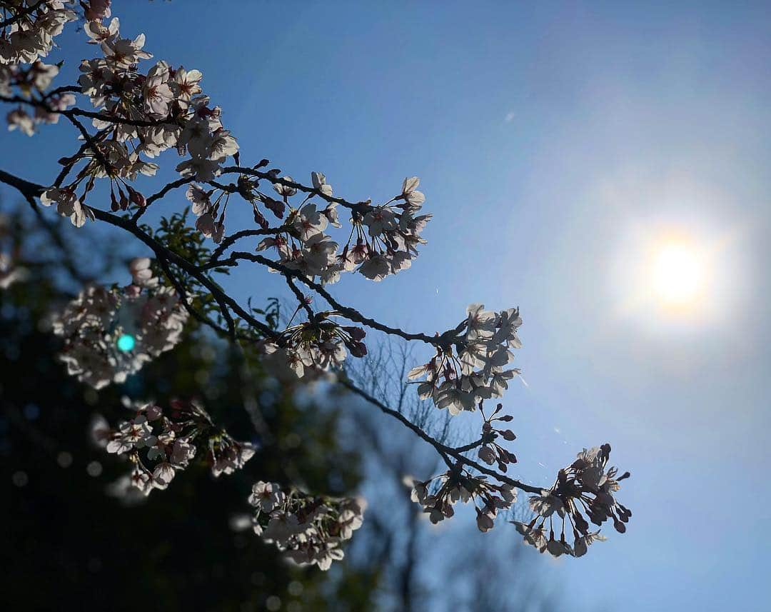 Tomoyaさんのインスタグラム写真 - (TomoyaInstagram)「🌸🌸🌸 ☺️☺️☺️」4月6日 19時13分 - tomo_10969