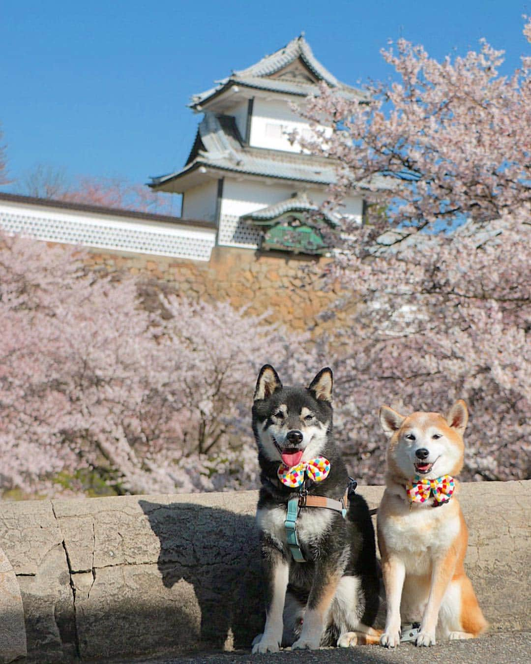 柴犬 けんしろう ゆりあさんのインスタグラム写真 - (柴犬 けんしろう ゆりあInstagram)「🐶🌸🐶 . けんゆりと石川門🏯🌸 . . 今日は父母姉とけんゆりと 金沢へ行ってきました☺️ けんゆりはガクおじさんと一緒に 春に何度も金沢を訪れてますが 今回初めて青空の下で金沢の桜を 見ることができました✨ 家族の中で、ガクおじさん雨男説が浮上😂 . . Location: 金沢」4月6日 19時14分 - nerishiro