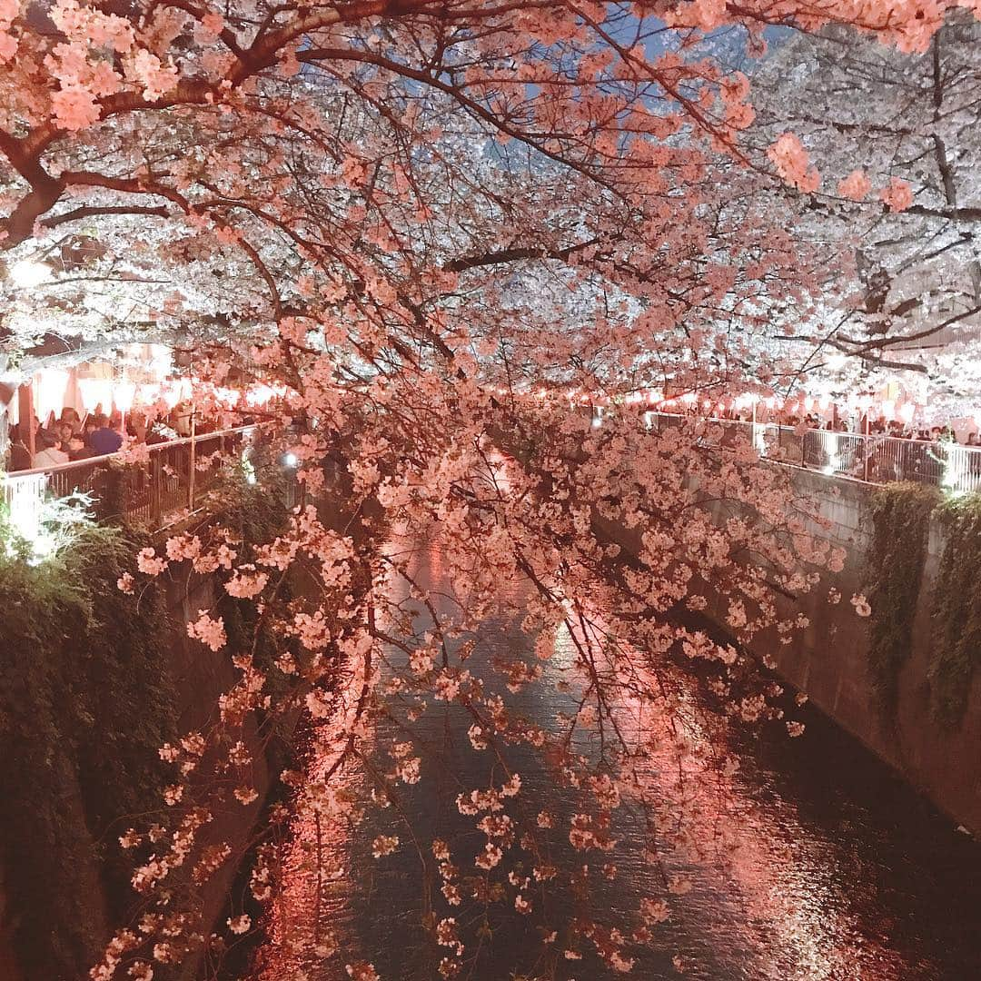 真崎麻衣のインスタグラム：「Cherry Blossoms 🌸🌸🌸💕 #桜 #夜桜 #令和 #お花見 #ピンク色 #苺 #🍓 #綺麗 #目黒川 #満開 #🌸」