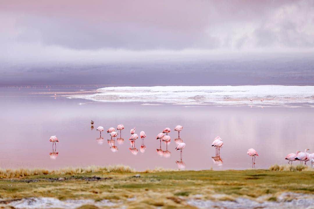 Elva Niさんのインスタグラム写真 - (Elva NiInstagram)「The red lagoon of Bolivia 🇧🇴 The weather wasn’t that nice during the morning we arrived. Without the sunlight the lake didn’t seem very red. But during the sunrise it was the most peaceful moment that I have spent with hundreds of flamingos 🌈 #travelwithelva  #redlagoonbolivia  #bolivia🇧🇴 #bucketlist✔  #flamingos  #lagunacolorada」4月6日 19時19分 - misselvani