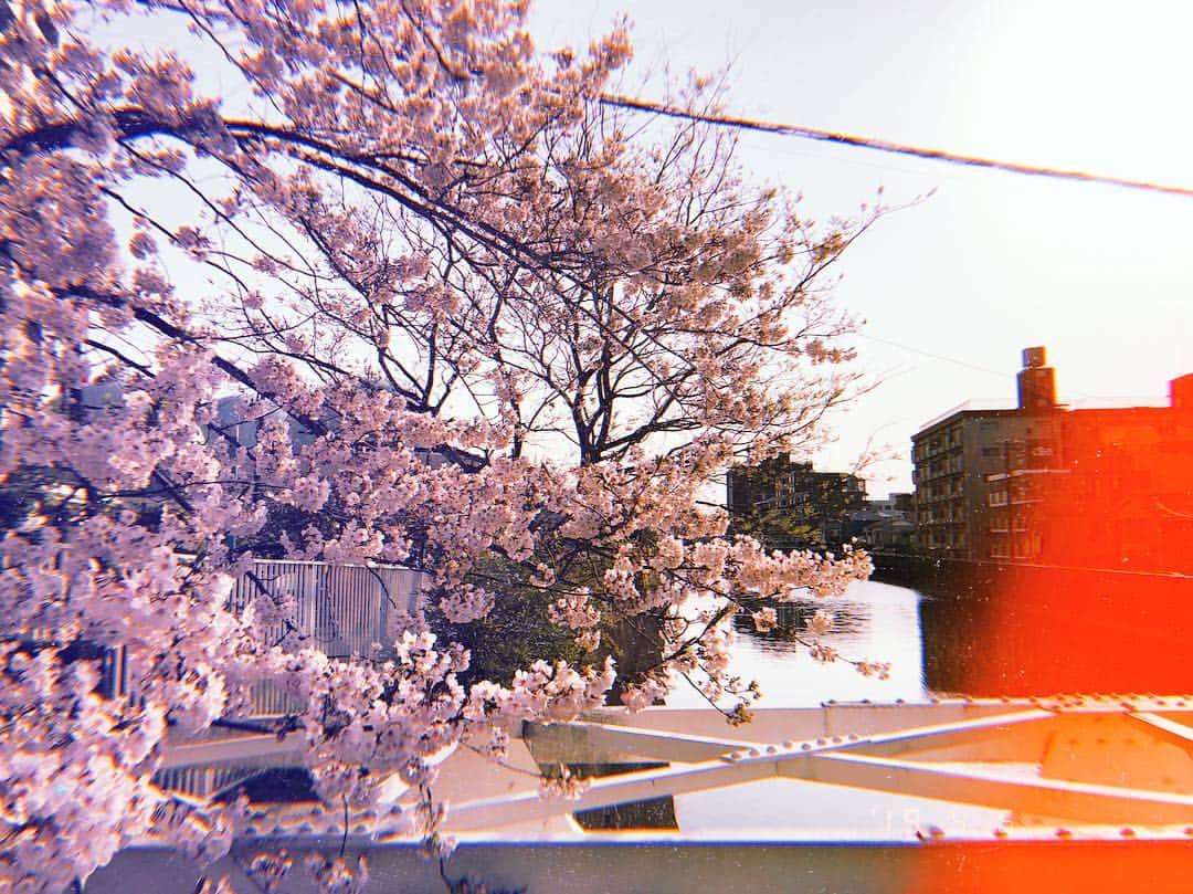 山崎桃子さんのインスタグラム写真 - (山崎桃子Instagram)「今年も結局お祭り行けず。 その辺で見つけた桜を撮って 気分を満たしました。笑笑 すぐ終わっちゃうからね🌸 #japan  #yokohama  #横浜  #桜  #桜祭り」4月6日 19時26分 - momochan0910