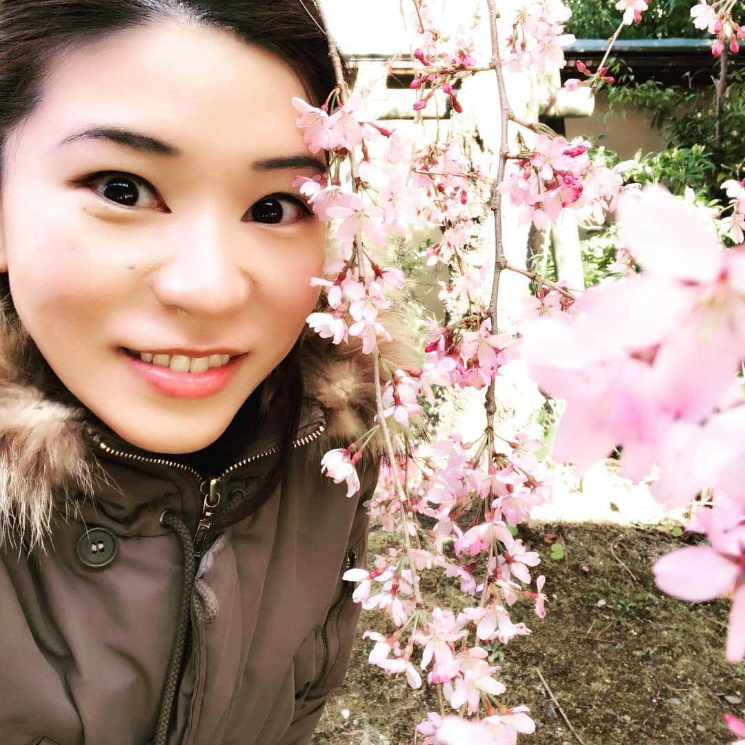 綾瀬マリアさんのインスタグラム写真 - (綾瀬マリアInstagram)「#しだれざくら #枝垂れ桜 #桜 #春  #福島県 #いわき市  #綾瀬マリア」4月6日 19時33分 - ayasemaria