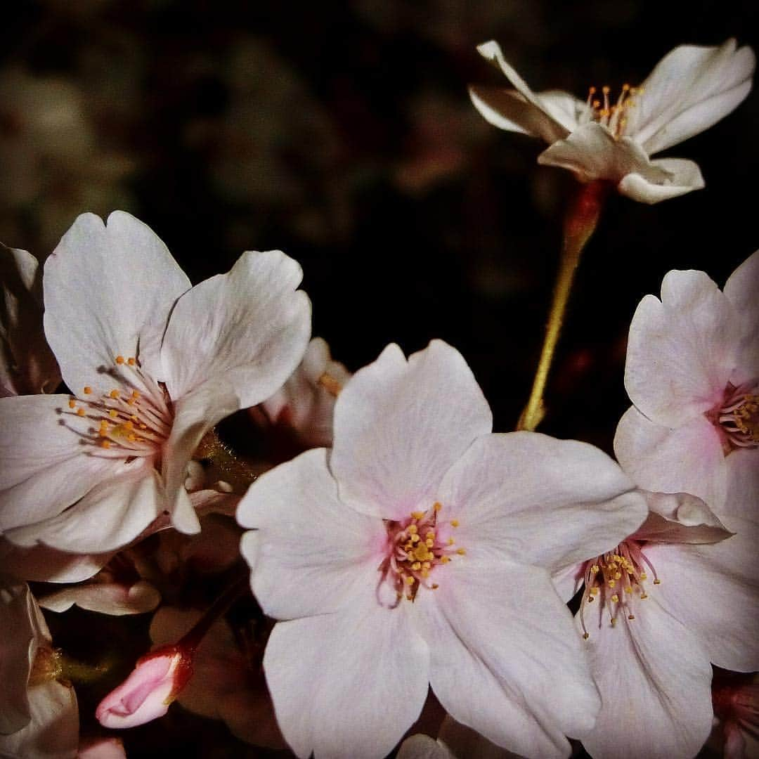 細川茂樹さんのインスタグラム写真 - (細川茂樹Instagram)「夜桜の 儚き花は 摩利支天 我に知らせる ひとひらの風★ #細川茂樹#shigekihosokawa#hibiki#fromjapan#fromtokyo#instajapan#instatokyo#sakura#cherryblossom#hello#indonesia#taipei#moskow#kualalumpur#bangkok#shingapore#japanesesakura#夜桜#摩利支天#短歌#インスタ短歌#短歌坊や#激励短歌」4月6日 19時29分 - shigeki_hosokawa