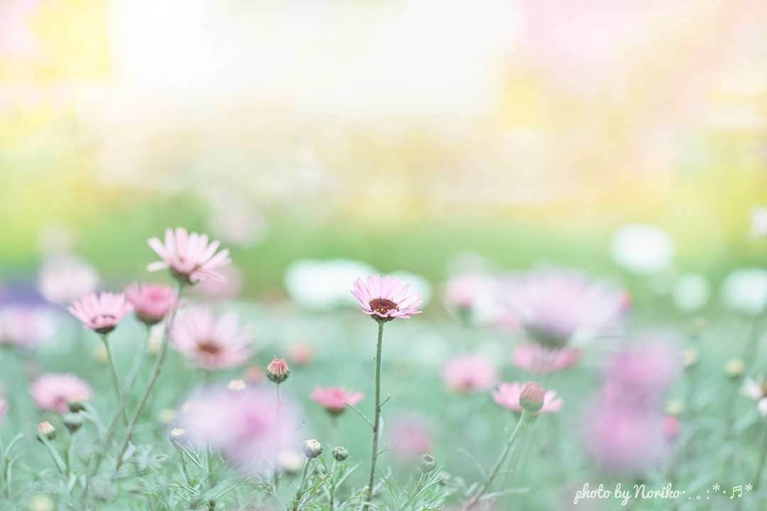 花の写真館のインスタグラム：「Photo by @nonnon.0603.⠀ https://instagram.com/nonnon.0603/⠀ .⠀ Original Post[投稿頂いたURL]⠀ https://www.instagram.com/p/Bil7qbSgtjC/⠀ .⠀ 本アカウントは、 #私の花の写真 をつけてInstagramに投稿された皆さまの花の写真や、「花の写真館」Facebookページで投稿された花の写真を紹介します。⠀ 「花の写真館」Facebookページは、「 @floral.photograph 」のプロフィールにあるURLからご覧ください。⠀ .⠀ #花の写真館 #floralphotograph #floralphoto #flower #flowers #富士フイルム #FUJIFILM⠀ Follow: @floral.photograph」