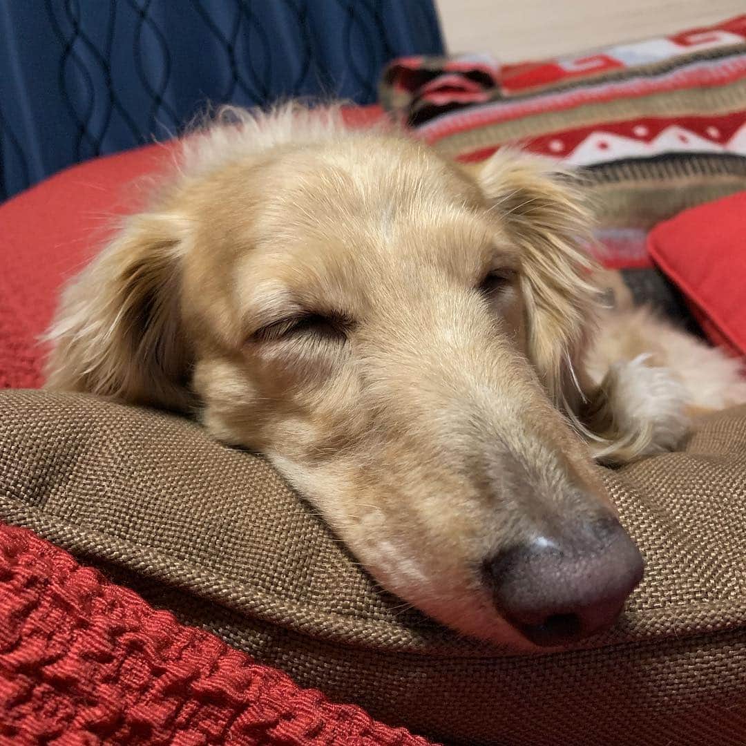 ハッチ＆ニコのインスタグラム：「お風呂上がりでお疲れモード  #カメラ嫌い同好会 #pecoいぬ部 #犬の生活が第一 #癒しわんこ #dachshund #犬バカ部 #短足部 #ふわもこ部 #tokyocameraclub #東京カメラ部」