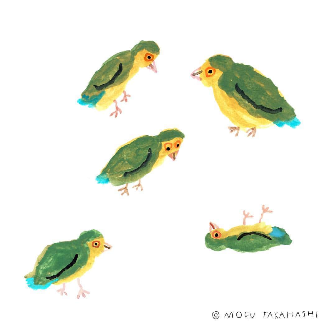 Mogu Takahashiのインスタグラム：「I live with a love bird named Mame, he will turn 8yd this spring but keeps updating his cuteness and uniqueness everyday! Animals are cute 🥺🌼 #birdbakery #MAMEtakahashi #コザクラインコ」